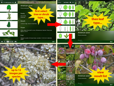 Tree Id USA - identify over 1000 of America's native species of Trees, Shrubs and Bushesのおすすめ画像2