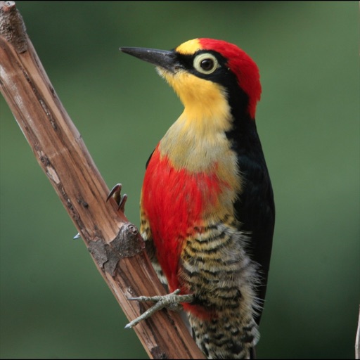 Woodpeckers Wiki icon