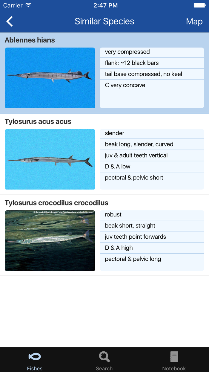 Fishes Greater Caribbean