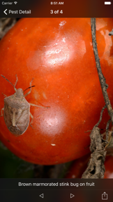 Purdue Tomato Doctor screenshot