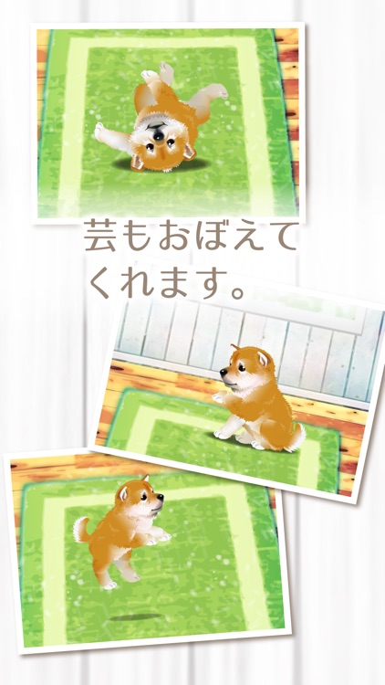 My Dog Life -Japanese Shiba Inu Edition-