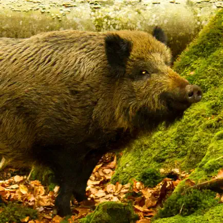 Wild Boar Sounds! Читы