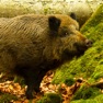 Get Wild Boar Sounds! for iOS, iPhone, iPad Aso Report