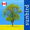 Tree Id Canada - identify over 1000 native Canadian species of Trees, Shrubs and Bushes icon