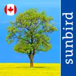 Tree Id Canada - identify over 1000 native Canadian species of Trees, Shrubs and Bushes App Cancel