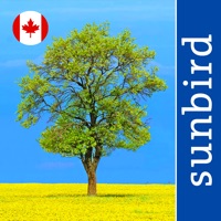 Tree Id Canada  logo