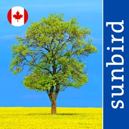 Tree Id Canada - identify over 1000 native Canadian species of Trees, Shrubs and Bushes