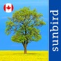 Tree Id Canada - identify over 1000 native Canadian species of Trees, Shrubs and Bushes app download