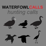Download Waterfowl Hunting Calls - The Ultimate Waterfowl Hunting Calls App For Ducks, Geese & Sandhill Cranes - BLUETOOTH COMPATIBLE app