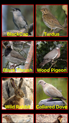 Birds Mimic screenshot 2