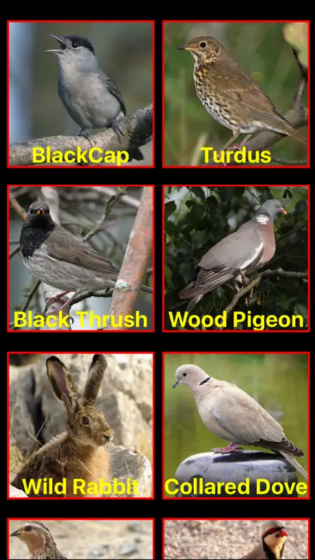 Birds Mimic