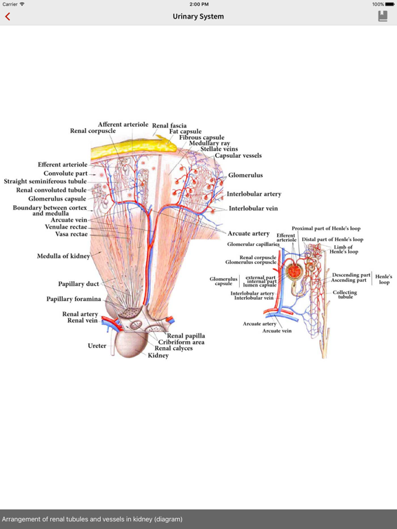 Screenshot #6 pour Human Anatomy Position