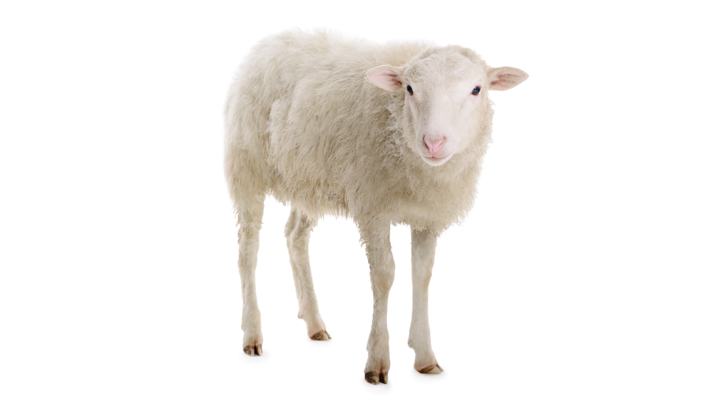 Screenshot #3 pour Farm Animals — See, hear & click the animals. For babies & kids aged 0-3 years.