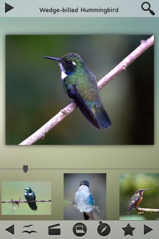 Hummingbirds Collection screenshot 3