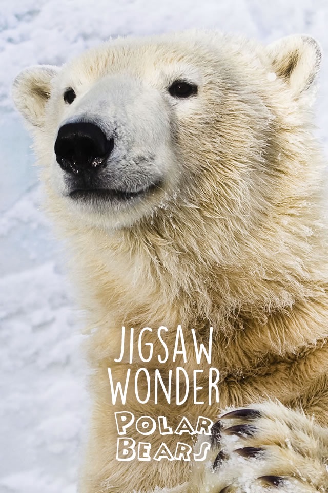 Jigsaw Wonder Polar Bear Puzzles for Kids Free screenshot 4