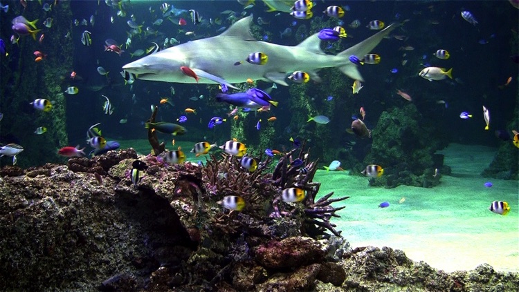 Aquarium live free screenshot-3