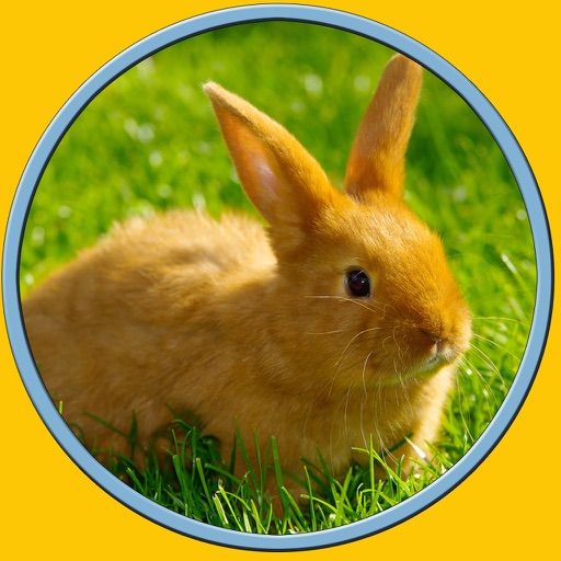 beautiful rabbits for all kids - free game