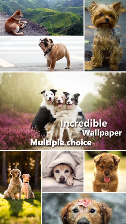 Dog Wallpapers & Backgrounds Pro - Home Screen Maker with Cute Themes of Dog Breeds