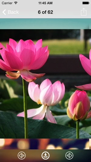 Lotus Wallpaper: Best HD Wallpapers(圖2)-速報App
