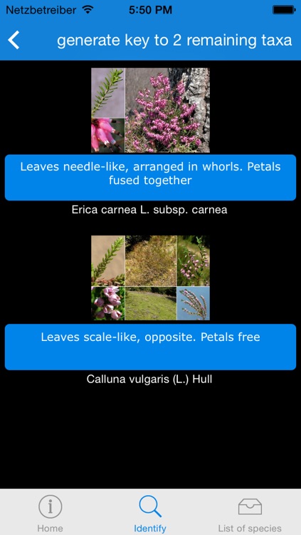 An interactive flora of the Southern Carnic Alps (Ampezzo-Sauris, NE Italy) screenshot-3