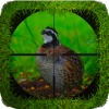 Quail Hunting Reloaded