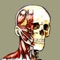 The Flash Anatomy Head & Neck Muscles app is based on the set of flash cards with the same title published by Bryan Edwards Publishing