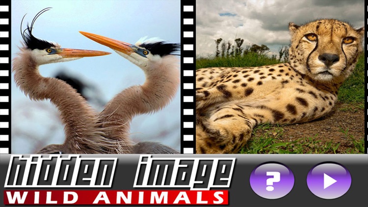 Hidden Image Animals screenshot-3