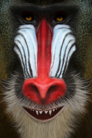 Talking Baboon screenshot 3