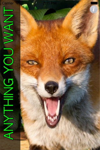 What Does The FOX Say- Talking FOX screenshot 3