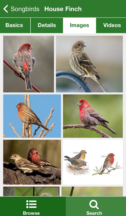 California Birds