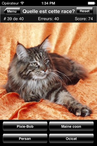 Cat Breed Quiz screenshot 2