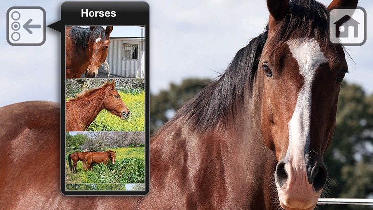 100 Things: Horses – Video & Picture Book for Toddlers screenshot-3