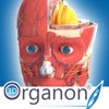 Icon 3D Organon Anatomy