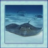 Stingray Simulator 3D