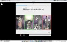Anatomy Quiz+ iPhone image 3