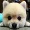 Animal Sounds in 1 App is now available on AppStore