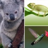 Hey! Guess the Animal HD - What's the creature in the pic-ture play and crack that trivia quiz