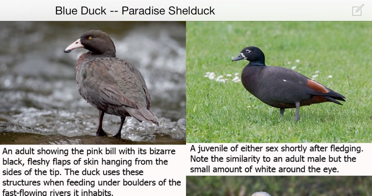 Birds of New Zealand LITE screenshot-4