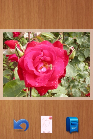 Real Roses screenshot 3