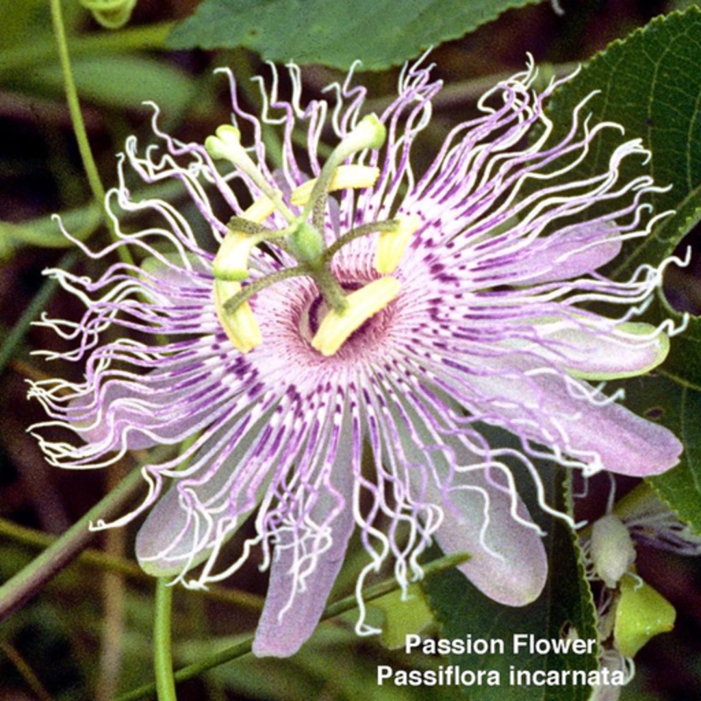 Wildflowers of East Texas.