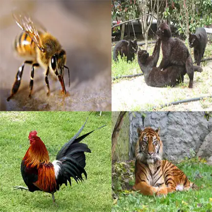 Animal Sound Effects Free! Читы