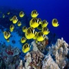 Underwater Ocean World - Fish and Coral Wallpaper