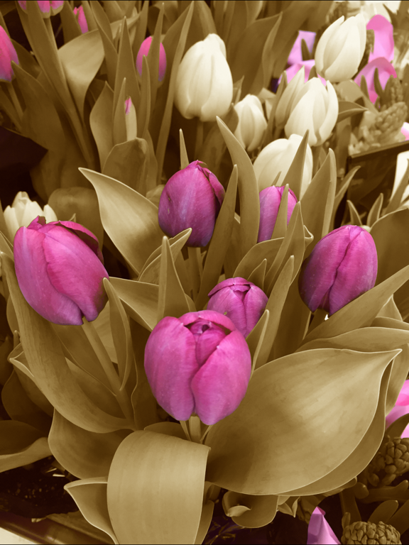 Screenshot #5 pour Shaded - Photo Color Modifier