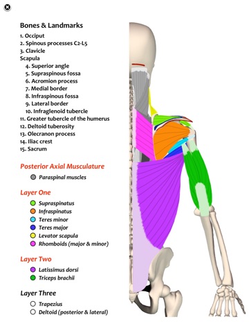 Musculoskeletal Anatomy by Jack Baker on Apple Books