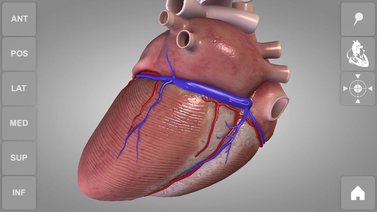 Heart - 3D Atlas of Anatomy Lite