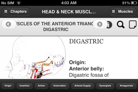 Flash Anatomy Head & Neck Muscles - Free screenshot 3