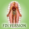 Meridian Tooth Chart - FDI