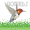 Gobirds Bird Game