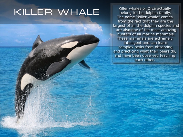 Kids Ocean Encyclopedia. Book and video for children. Sea life.