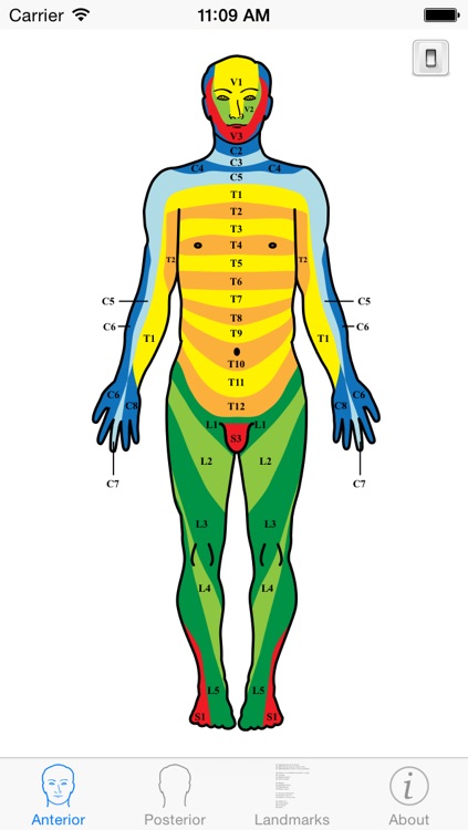 Dermatomes